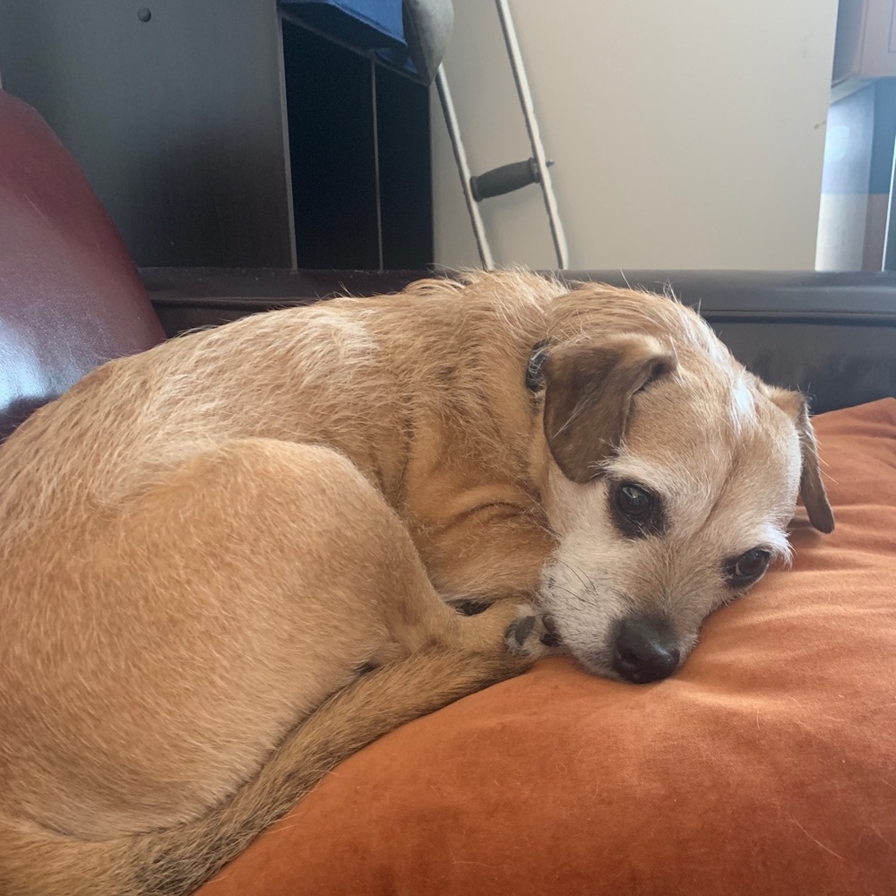 Meet your Posher, Lexi